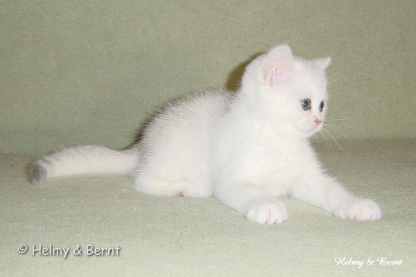 S*Esteticas Nalle (Nalle) 9 weeks - nr 1