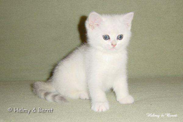 S*Esteticas Nalle (Nalle) 9 weeks - nr 2