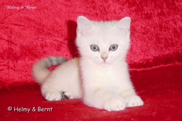 S*Esteticas Napoleon (Napoleon) 11 weeks - nr 2