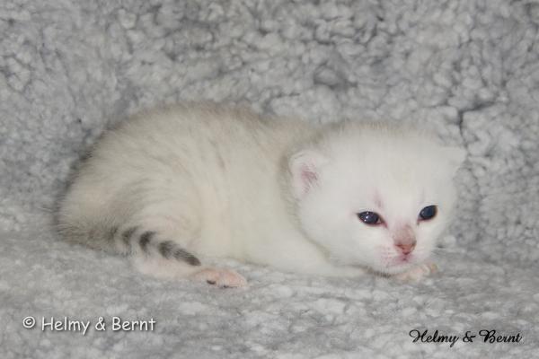 S*Esteticas Napoleon (Napoleon) 2 weeks