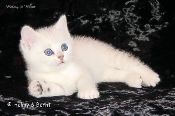 S*Esteticas Napoleon (Napoleon) 7 weeks - nr 2