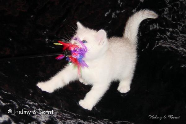 S*Esteticas Napoleon (Napoleon) 7 weeks - nr 3