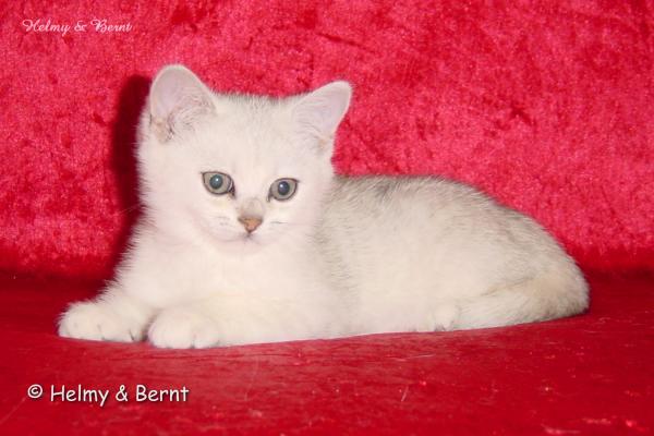 S*Esteticas Nickel (Nickel) 11 weeks - nr 1