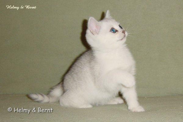 S*Esteticas Nickel (Nickel) 9 weeks - nr 1