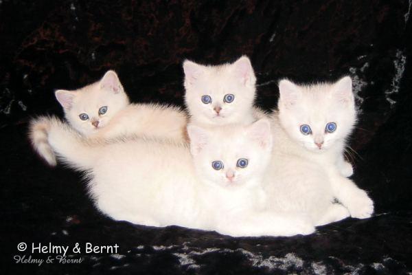 S*Esteticas Nickel (Nickel), S*Esteticas Nova (Pi), S*Esteticas Napoleon (Napoleon) and S*Esteticas Nalle (Nalle) främst 7 weeks