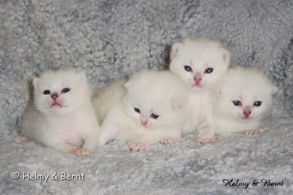 S*Esteticas Nova (Pi), S*Esteticas Nalle (Nalle), S*Esteticas Napoleon (Napoleon) and S*Esteticas Nickel (Nickel) 2 weeks