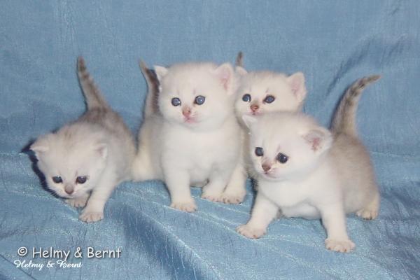 S*Esteticas Nova (Pi), S*Esteticas Nalle (Nalle), S*Esteticas Napoleon (Napoleon) and S*Esteticas Nickel (Nickel) 3 weeks