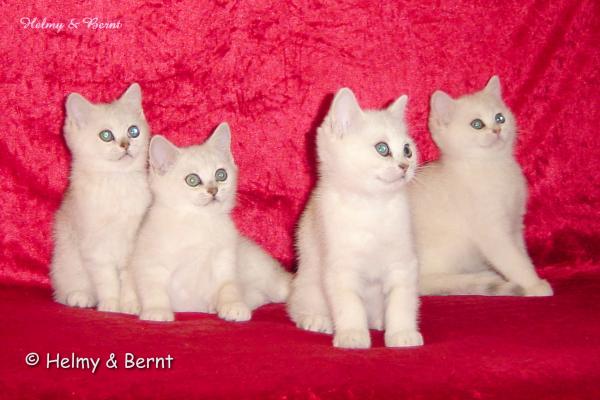 S*Esteticas Nova (Pi), S*Esteticas Nickel (Nickel), S*Esteticas Napoleon (Napoleon) and S*Esteticas Nalle (Nalle) 11 weeks