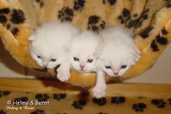 O-litter litter 2 weeks - nr 2