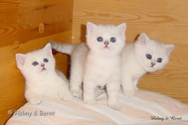 S*Esteticas Orianna (Gwennie), S*Esteticas Odelie (Odelie) and S*Esteticas Odessa (Odessa) 5 weeks