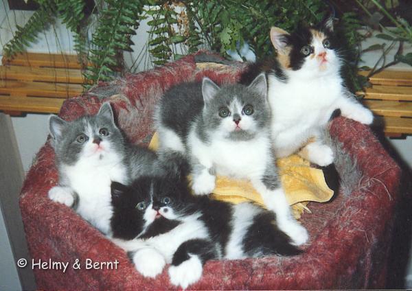 P-litter  5 weeks