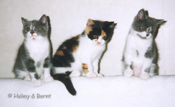 P-litter  8 weeks