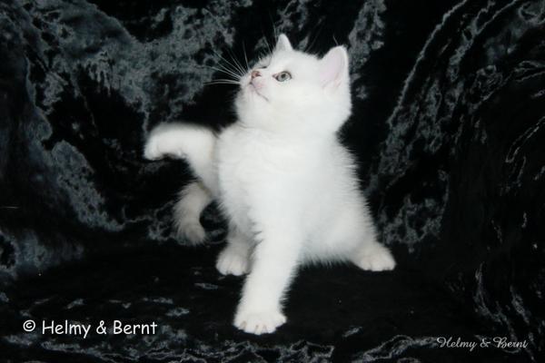 S*Esteticas Pascha 8 weeks - nr 1