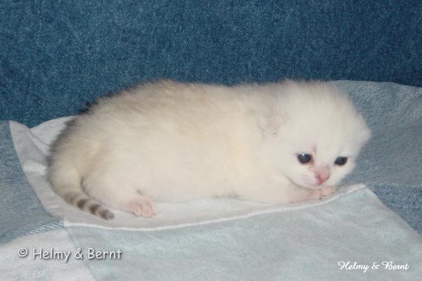 IC S*Esteticas Princess Peach (Sessan) 2 weeks - nr 1
