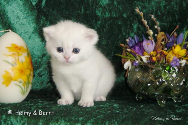 IC S*Esteticas Princess Peach (Sessan) 4 weeks - nr 1