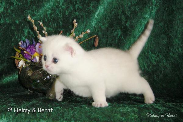 IC S*Esteticas Princess Peach (Sessan) 4 weeks - nr 5