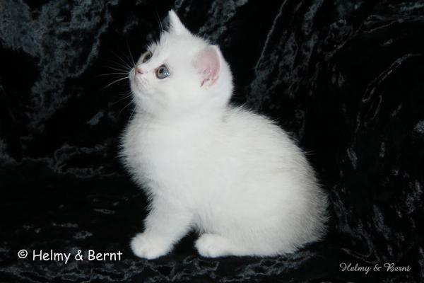 IC S*Esteticas Princess Peach (Sessan) 8 weeks - nr 1