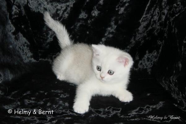 IC S*Esteticas Princess Peach (Sessan) 8 weeks - nr 2