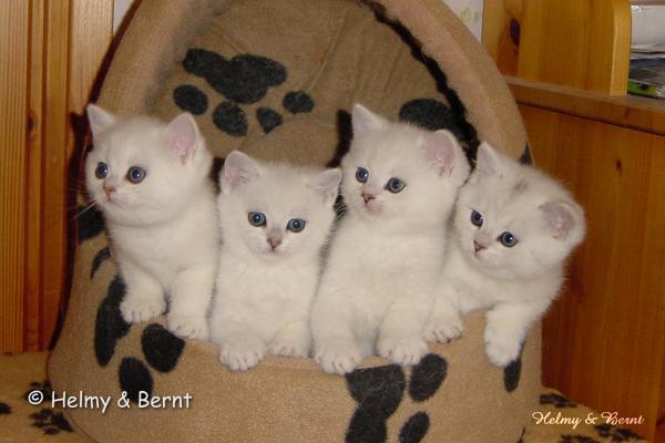 IC S*Esteticas Princess Peach (Sessan), IC+GIP S*Esteticas Pretty Poppet (Poppis), S*Esteticas Pascha and S*Esteticas Pondus (Kasper) 6 weeks - nr 2