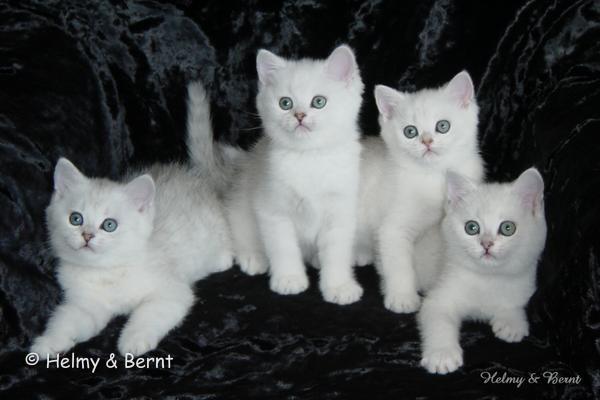 S*Esteticas Pondus (Kasper), S*Esteticas Pascha, IC S*Esteticas Princess Peach (Sessan) and IC+GIP S*Esteticas Pretty Poppet (Poppis) 8 weeks