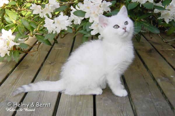 IC+GIP S*Esteticas Pretty Poppet (Poppis) 10 weeks - nr 1
