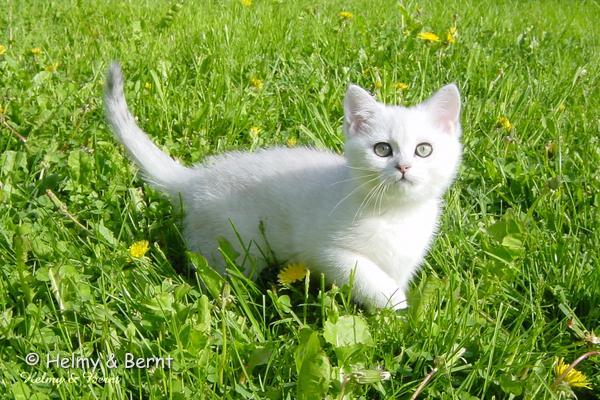 IC+GIP S*Esteticas Pretty Poppet (Poppis) 10 weeks - nr 2