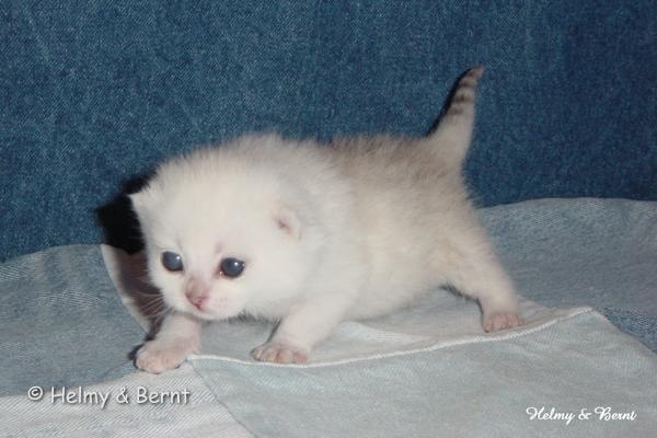 IC+GIP S*Esteticas Pretty Poppet (Poppis) 2 weeks - nr 1
