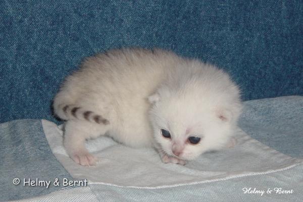 IC+GIP S*Esteticas Pretty Poppet (Poppis) 2 weeks - nr 2