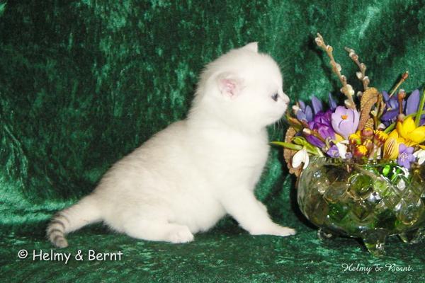 IC+GIP S*Esteticas Pretty Poppet (Poppis) 4 weeks - nr 1
