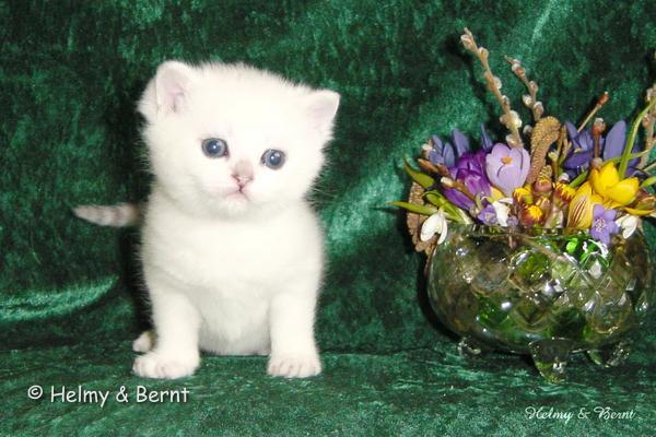 IC+GIP S*Esteticas Pretty Poppet (Poppis) 4 weeks - nr 2