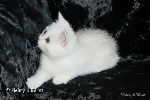 IC+GIP S*Esteticas Pretty Poppet (Poppis) 8 weeks - nr 1