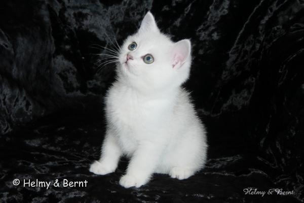 IC+GIP S*Esteticas Pretty Poppet (Poppis) 8 weeks - nr 2