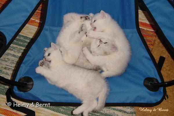 IC+GIP S*Esteticas Pretty Poppet (Poppis), S*Esteticas Pascha, S*Esteticas Pondus (Kasper) and IC S*Esteticas Princess Peach (Sessan) 6 weeks