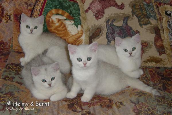 IC+GIP S*Esteticas Pretty Poppet (Poppis), S*Esteticas Pondus (Kasper), IC S*Esteticas Princess Peach (Sessan) and S*Esteticas Pascha 10 weeks