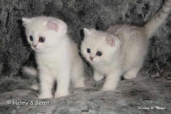 S*Esteticas Queen Melissa (Melissa) and CH S*Esteticas Quentin (Morris) 6 weeks - nr 1