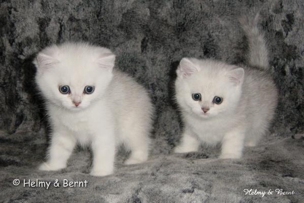 S*Esteticas Queen Melissa (Melissa) and CH S*Esteticas Quentin (Morris) 6 weeks - nr 2