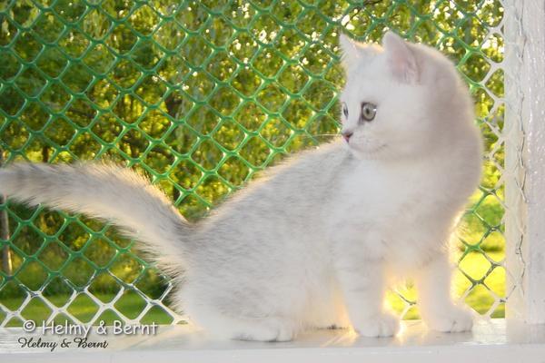 CH S*Esteticas Quentin (Morris) 12 weeks - nr 3