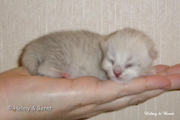 CH S*Esteticas Quentin (Morris) 1 day - nr 1