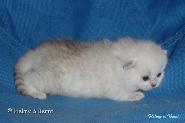 CH S*Esteticas Quentin (Morris) 2 weeks - nr 1