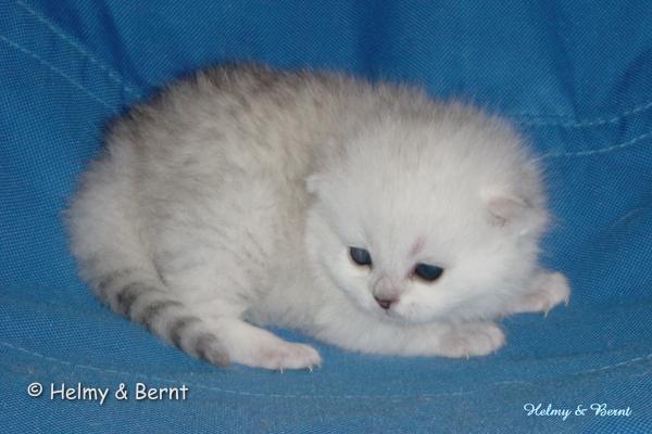 CH S*Esteticas Quentin (Morris) 2 weeks - nr 2