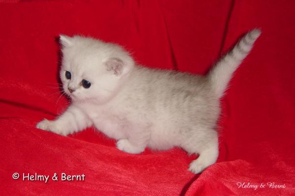 CH S*Esteticas Quentin (Morris) 4 weeks - nr 1