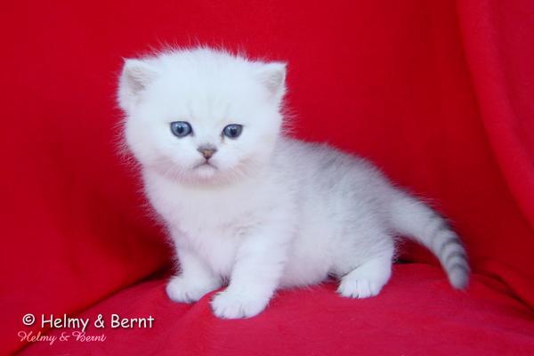 CH S*Esteticas Quentin (Morris) 4 weeks - nr 3