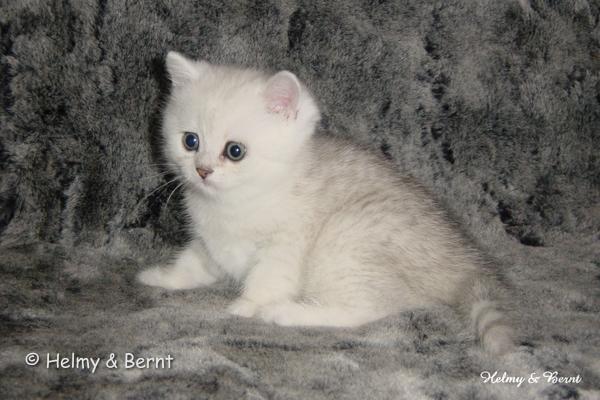 CH S*Esteticas Quentin (Morris) 6 weeks - nr 1