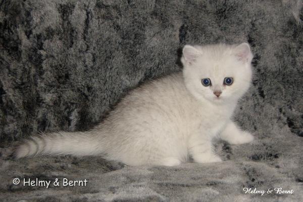 CH S*Esteticas Quentin (Morris) 6 weeks - nr 2