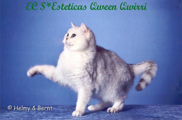 EC S*Esteticas Qween Qwirri (Qwirri)
