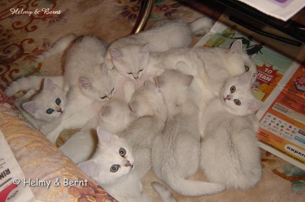 R-litter and S-litter  10 weeks and GIC S*Esteticas Eloisa Enya (Enya) - nr 1