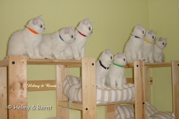 R2-litter and S2-litter  11 weeks