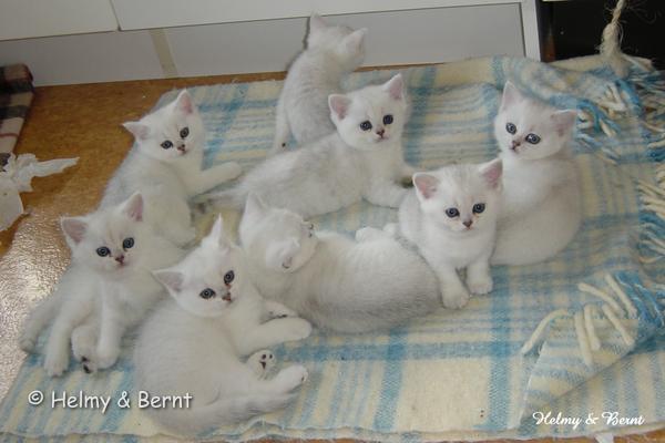 R2-litter and S2-litter  6 weeks - nr 1