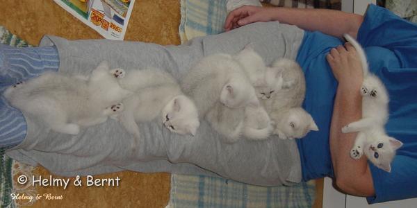 R2-litter and S2-litter  6 weeks - nr 2