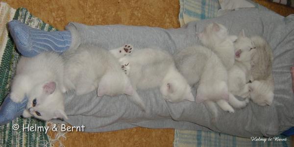 R2-litter and S2-litter  6 weeks - nr 3